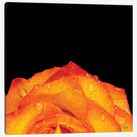 Orange Petals Canvas Print #DOQ49} by Donnie Quillen Canvas Art