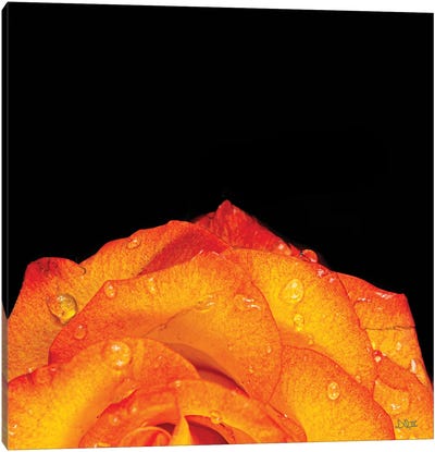 Orange Petals Canvas Art Print