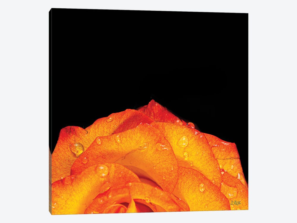 Orange Petals by Donnie Quillen 1-piece Canvas Print