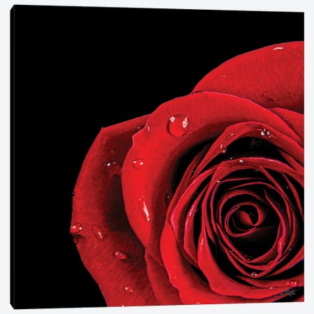 Pop Of Red Rose Canvas Print #DOQ50} by Donnie Quillen Art Print