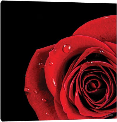 Pop Of Red Rose Canvas Art Print
