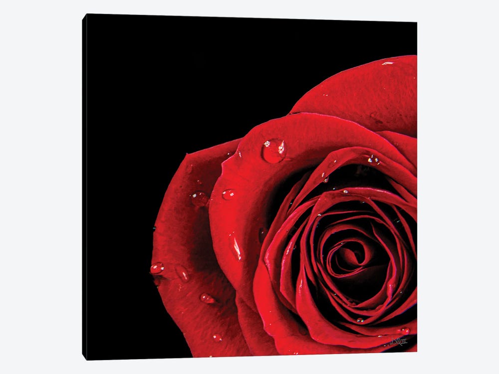Pop Of Red Rose by Donnie Quillen 1-piece Canvas Art Print