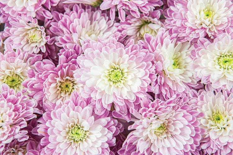 Pretty In Purple I by Donnie Quillen wall art