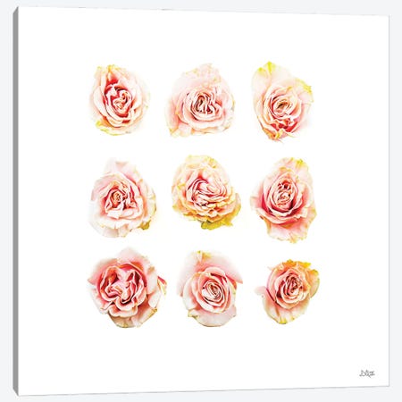 Pale Pink Rose Blooms II Canvas Print #DOQ52} by Donnie Quillen Canvas Art Print