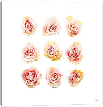 Pale Pink Rose Blooms II Canvas Art Print