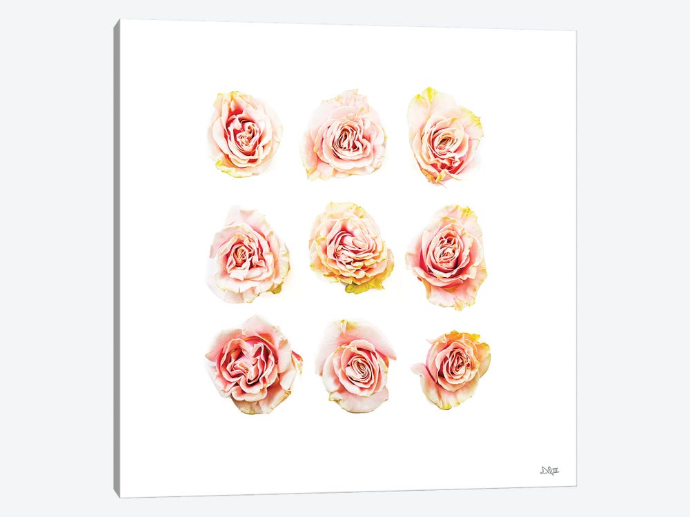 Pale Pink Rose Blooms II by Donnie Quillen 1-piece Canvas Art Print