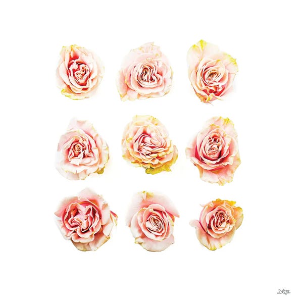 Fine Art Print: Pale Pink Rose Blooms II by Donnie Quillen