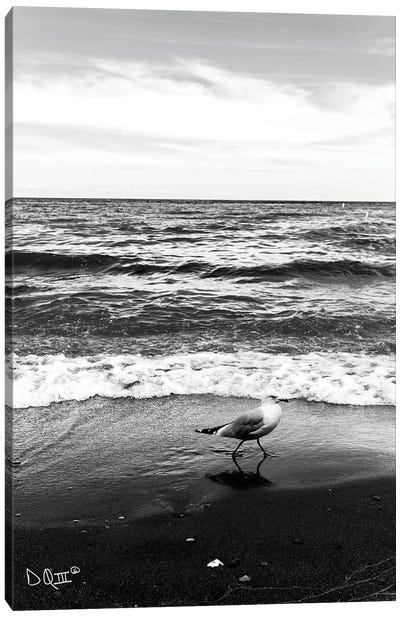 Seagull I Canvas Art Print - Black & White Scenic