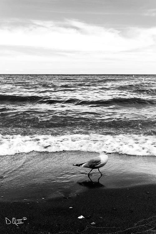 Seagull I