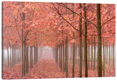 Misty Autumn Landscape, Willamette Valley, Oregon, USA Canvas Art Print