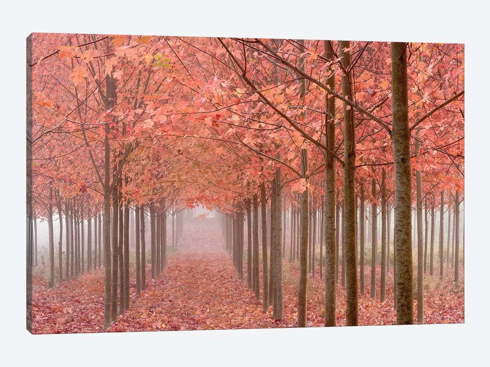 Misty Autumn Landscape, Willamette Valley, Oregon, USA by Don Paulson 1-piece Canvas Print