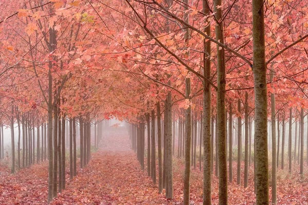 Don Paulson: Misty Autumn Landscape, Willamette Valley, Oregon, USA by Don Paulson