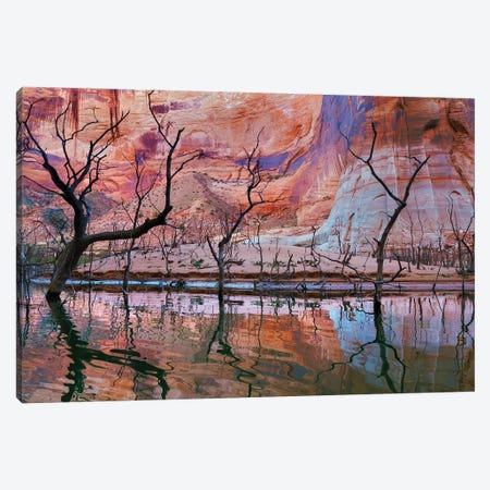 Dead Trees, Iceberg Canyon, Glen Canyon National Recreation Area, Utah, USA Canvas Print #DPA12} by Don Paulson Canvas Art