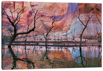 Dead Trees, Iceberg Canyon, Glen Canyon National Recreation Area, Utah, USA Canvas Art Print