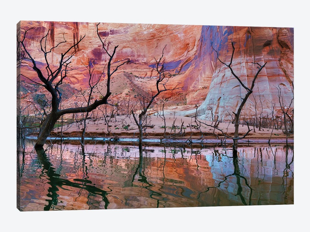 Dead Trees, Iceberg Canyon, Glen Canyon National Recreation Area, Utah, USA 1-piece Canvas Art Print