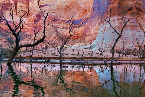 Don Paulson: Dead Trees, Iceberg Canyon, Glen Canyon National Recreation Area, Utah, USA by Don Paulson