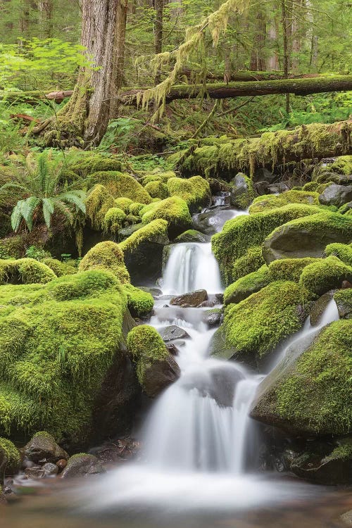 Cascading Stream, Sol Duc River Valley, Olympic National Park, Washington, USA