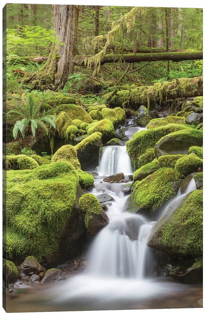 Cascading Stream, Sol Duc River Valley, Olympic National Park, Washington, USA Canvas Art Print - Refreshing Workspace