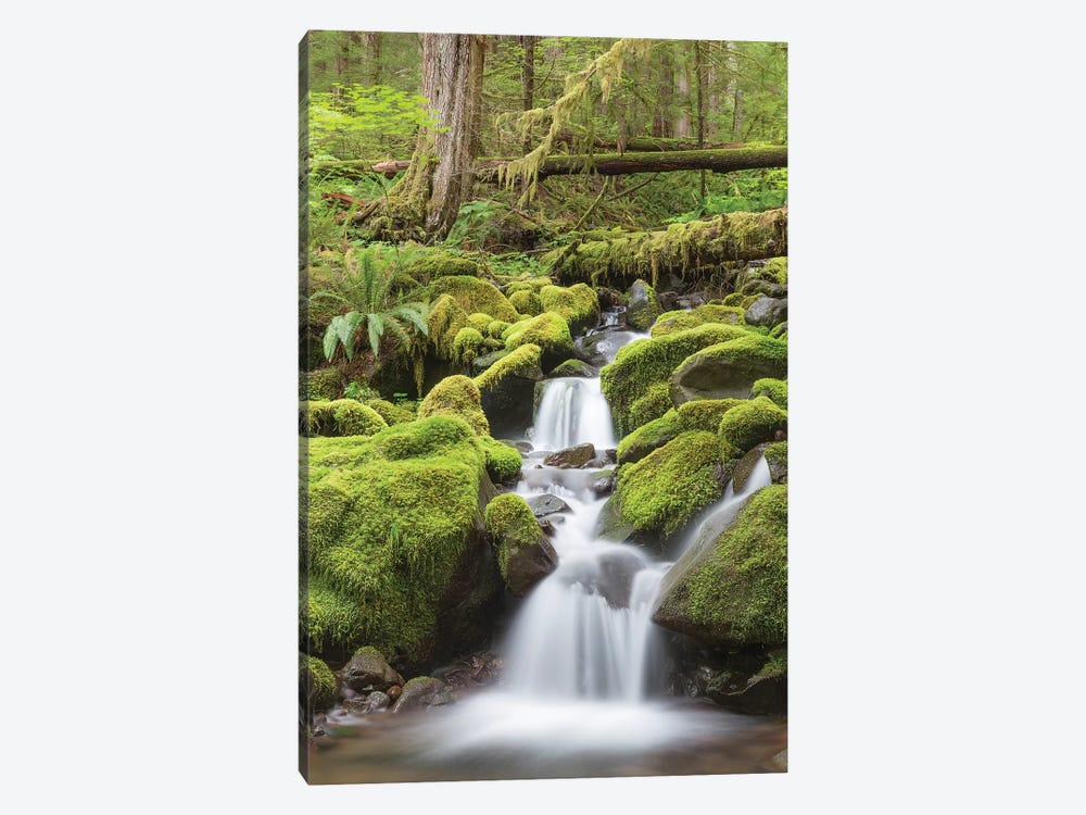 Cascading Stream, Sol Duc River Valley, Olympic National Park, Washington, USA by Don Paulson 1-piece Canvas Art