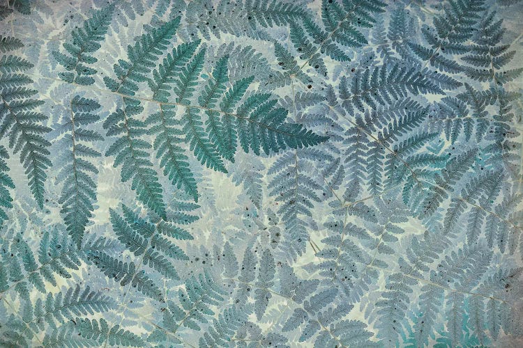 Oak Fern Pattern by Don Paulson wall art