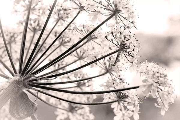 Sepia Photography: Cow Parsnip In Zoom, Glacier Bay National Park & Preserve, Alaska, USA by Don Paulson