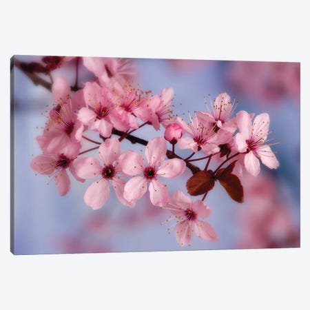 Cherry Blossoms In Zoom Canvas Print #DPA3} by Don Paulson Art Print