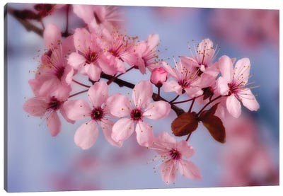 Cherry Blossoms In Zoom Canvas Art Print - Macro Photography