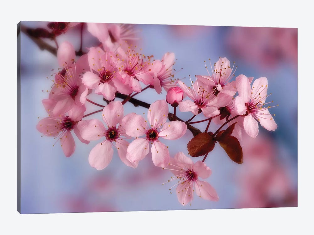 Cherry Blossoms In Zoom 1-piece Canvas Artwork