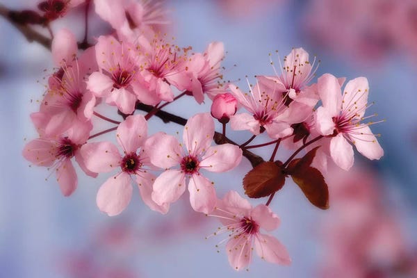 Cherry Trees: Cherry Blossoms In Zoom by Don Paulson