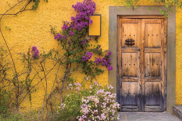 Bougainvillea: Bougainvillea Next To A Wooden Door, San Miguel de Allende, Guanajuato, Mexico by Don Paulson