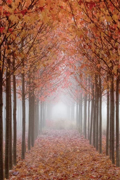 Foggy Leaf-Covered Walkway, Willamette Valley, Oregon, USA by Don Paulson framed canvas print