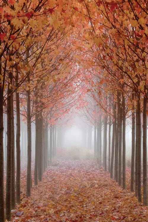 Foggy Leaf-Covered Walkway, Willamette Valley, Oregon, USA