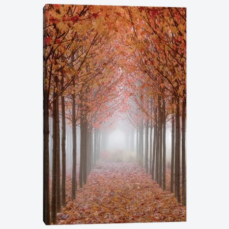 Foggy Leaf-Covered Walkway, Willamette Valley, Oregon, USA Canvas Print #DPA9} by Don Paulson Canvas Print