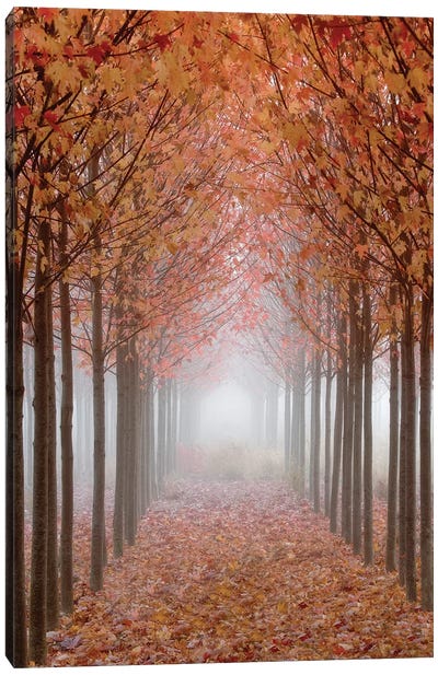 Foggy Leaf-Covered Walkway, Willamette Valley, Oregon, USA Canvas Art Print