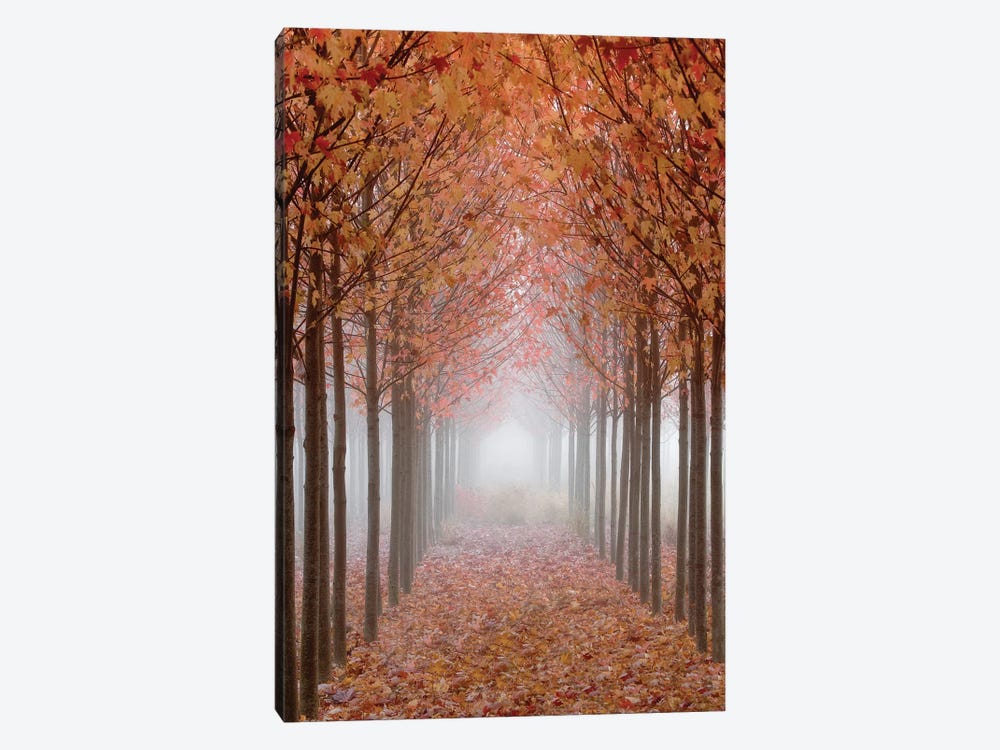 Foggy Leaf-Covered Walkway, Willamette Valley, Oregon, USA by Don Paulson 1-piece Canvas Artwork