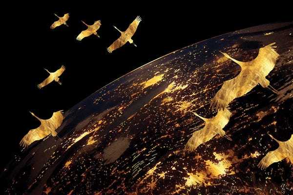 Daphne Horev: Night Birds by Daphne Horev