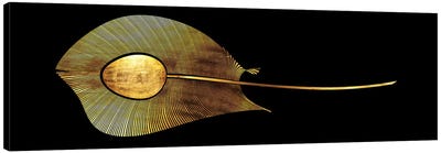 Peacock's Eye Canvas Art Print - Feather Art