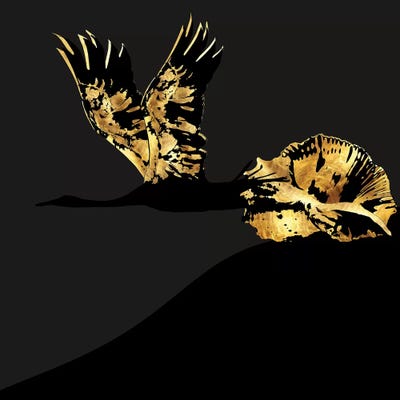 Transformation - Take Off by Daphne Horev canvas print