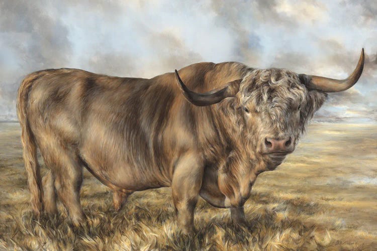 Highland Brown Bull