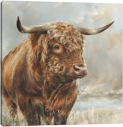 Wild Filed Bull Canvas Art Print
