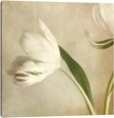Ivory Blossom II Canvas Art Print - Tan Art