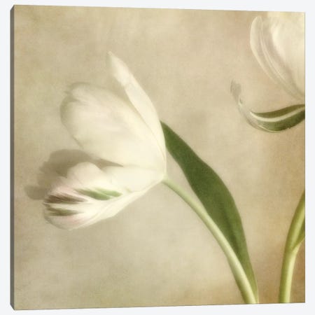 Ivory Blossom II Canvas Print #DPO10} by Dianne Poinski Canvas Artwork