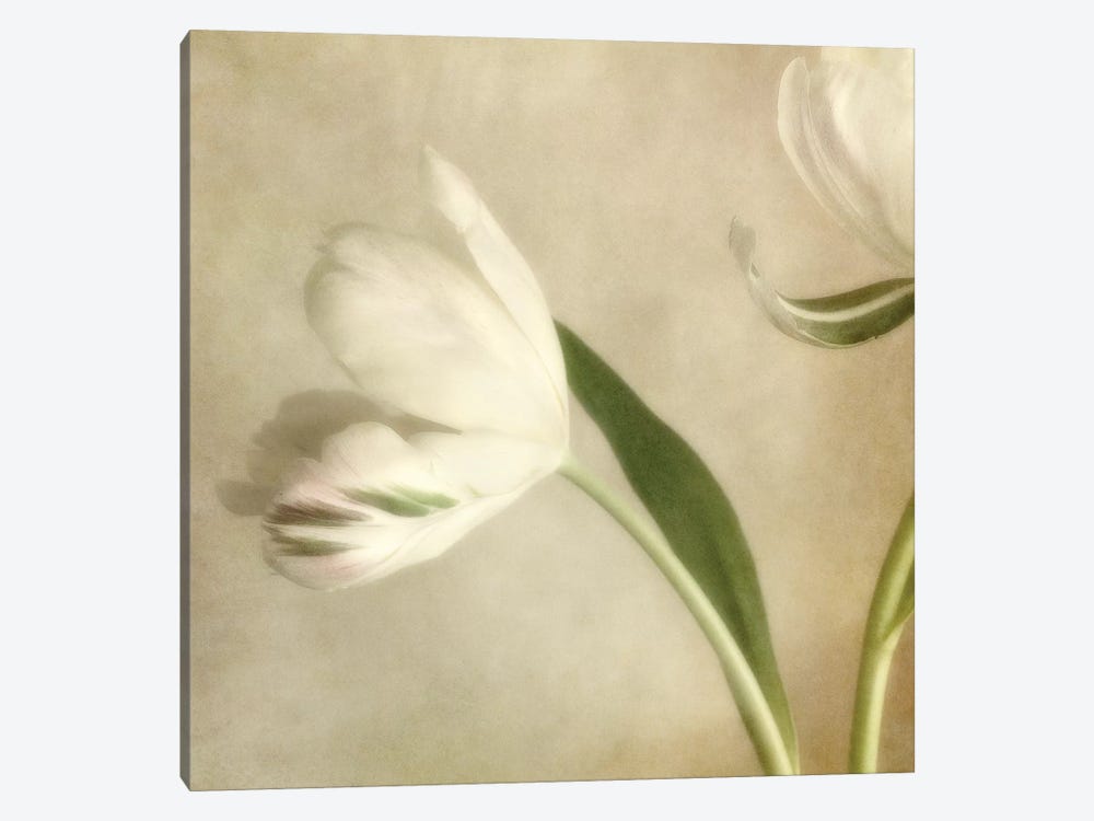 Ivory Blossom II by Dianne Poinski 1-piece Canvas Art