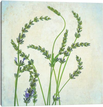 Lavender I Canvas Art Print - Dianne Poinski