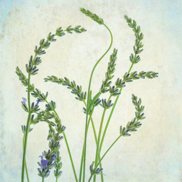 Herbs: Lavender I by Dianne Poinski