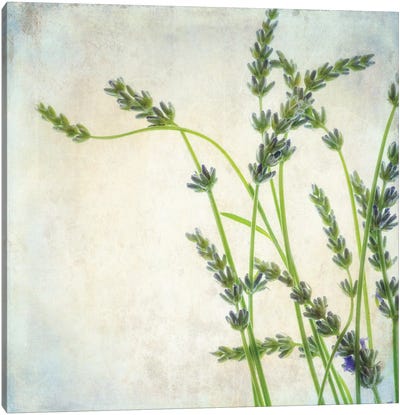 Lavender II Canvas Art Print - Dianne Poinski