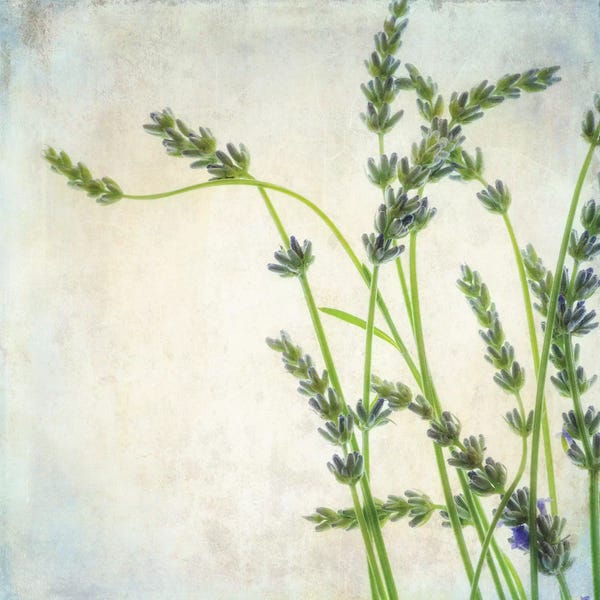 Herbs: Lavender II by Dianne Poinski