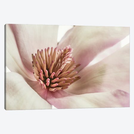 Pink Magnolia III Canvas Print #DPO16} by Dianne Poinski Canvas Art Print
