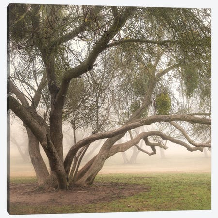 Trees in Fog III Canvas Print #DPO23} by Dianne Poinski Art Print
