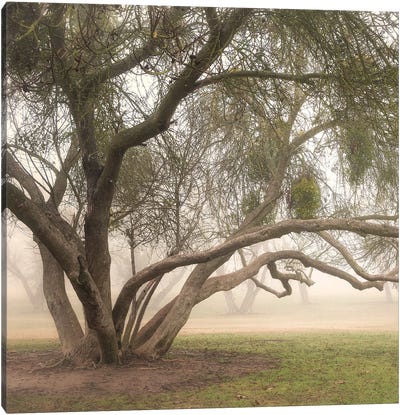 Trees in Fog III Canvas Art Print - Dianne Poinski